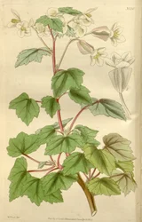 Begonia dregei als Begonia parvifolia Graham